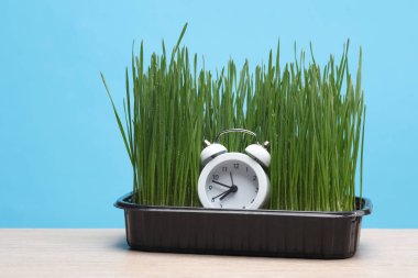 Alarm saati ve yeşil çimenler masada, mavi arkaplan