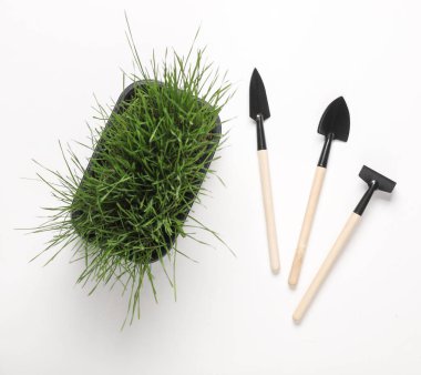 Bitki bakımı. Yeşil çimenli tencere ve beyaz arka planda minyatür bahçe aleti. Üst görünüm