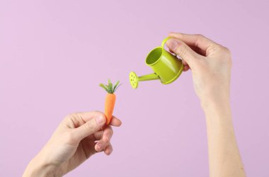 Mor arka planda plastik havuç ve sulama kutusu tutan eller. Bahçıvanlık