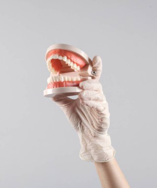 Tıbbi eldiven içinde insan çene modeli tutar gri arka planda