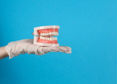 Tıbbi eldiven içinde mavi arka planda insan çenesi modeli tutar