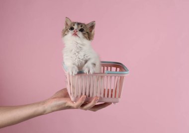 Kadının eli pembe arka planda mini alışveriş sepetinde sevimli kedi yavrusunu tutuyor.