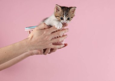 Kadının eli pembe arka planda mini alışveriş sepetinde sevimli kedi yavrusunu tutuyor.