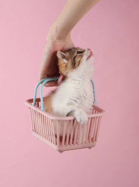Kadının eli pembe arka planda mini alışveriş sepetinde sevimli kedi yavrusunu tutuyor.