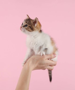 Kadının eli pembe arka planda sevimli kedi yavrusunu tutuyor.
