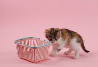 Pembe arka planda süpermarket sepeti olan küçük sevimli bir kedi yavrusu. Mizah, alışveriş konsepti, satış, indirim.
