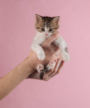 Kadının eli pembe arka planda sevimli kedi yavrusunu tutuyor.