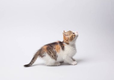 Küçük sevimli kedi yavrusu gri bir arka planda yukarı bakıyor.