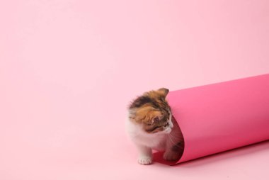 Küçük sevimli kedi bir rulo pembe kağıttan çıkmış gibi görünüyor.
