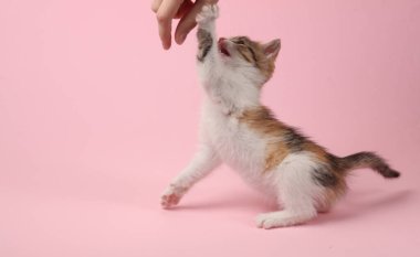 Küçük sevimli kedi yavrusu pembe arka planda bir elle oynuyor.