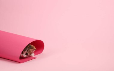 Küçük sevimli kedi bir rulo pembe kağıttan çıkmış gibi görünüyor.