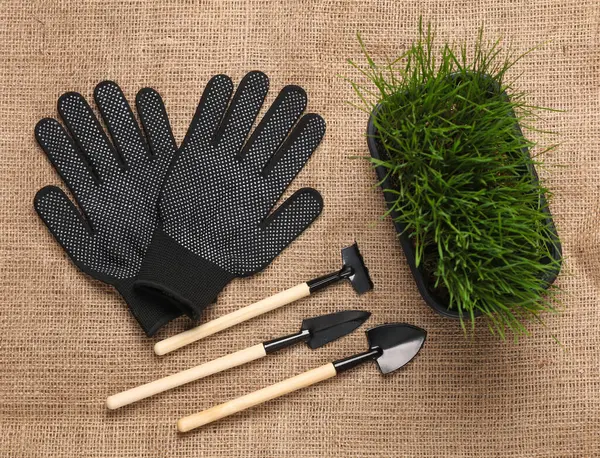 Bitki bakımı. Yeşil çimenli tencere ve minyatür bahçe aleti, tebeşir tahtası, çuval bezinde eldivenler.