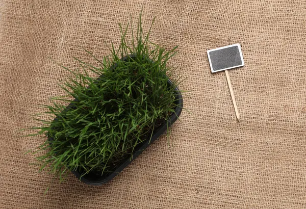 Tencerede yeşil çimen ve çuval bezinde tebeşir tahtası. Bitki bakımı