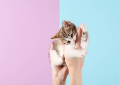 Pembe pastel arka planda sevimli kedi yavrusu tutan kadın eller.