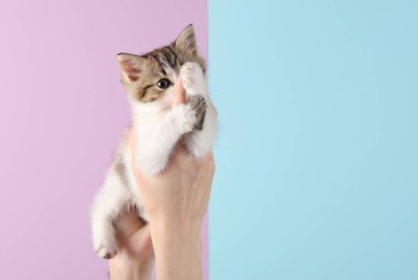 Pembe pastel arka planda sevimli kedi yavrusu tutan kadın eller.