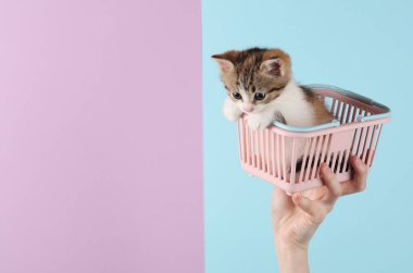 Küçük alışveriş sepetinde pembe mavi pastel arka planda sevimli bir kedi yavrusu tutan kadın.