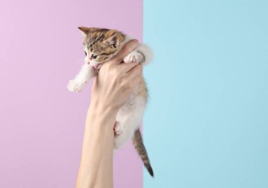 Pembe pastel arka planda sevimli kedi yavrusu tutan kadın eller.