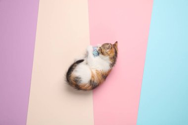 Pastel arka planda iplik yumağıyla oynayan sevimli kedi yavrusu. Üst görünüm