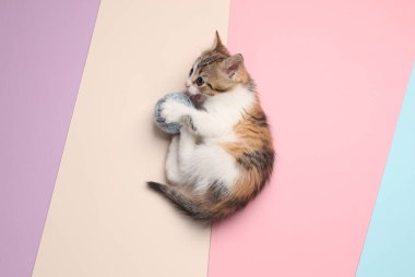 Pastel arka planda iplik yumağıyla oynayan sevimli kedi yavrusu. Üst görünüm