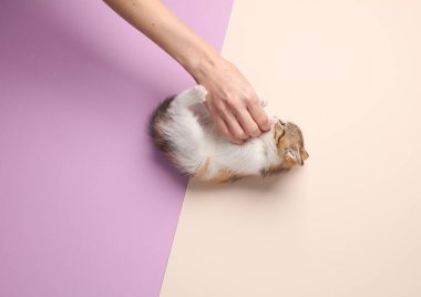 Küçük sevimli kedi yavrusu pastel arka planda elle oynuyor. Üst görünüm