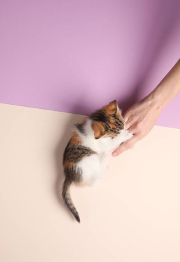 Küçük sevimli kedi yavrusu pastel arka planda elle oynuyor. Üst görünüm