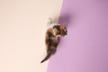 Pastel arka planda küçük sevimli kedi yavrusu manzarası