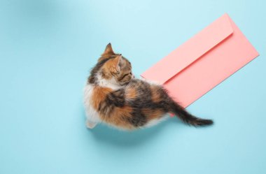 Küçük sevimli kedi yavrusu mavi arka plandaki zarfa dikkatlice bakıyor. Üst Manzara. Posta, davet kavramı