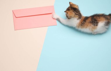 Küçük sevimli kedi yavrusu pastel arka planda zarfla dikkatlice oynuyor. Üst Manzara. Posta, davet kavramı