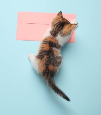 Küçük sevimli kedi yavrusu mavi arka plandaki zarfa dikkatlice bakıyor. Üst Manzara. Posta, davet kavramı