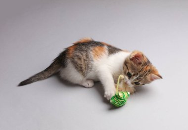 Gri arka planda kedi oyuncağıyla oynayan sevimli kedi yavrusu..