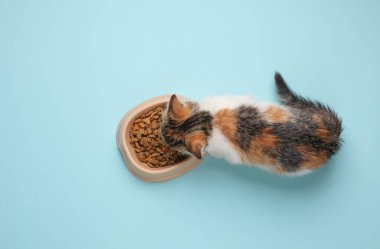 Küçük sevimli kedi yavrusu, mavi arka planda bir kaseden kuru yiyecek yiyor. Üst görünüm