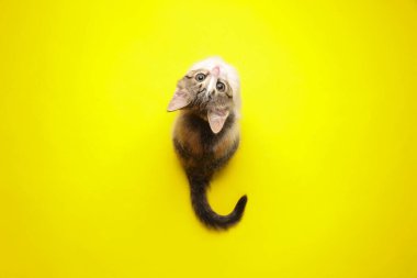 Küçük sevimli kedi yavrusu sarı arka planda yukarı bakıyor. Üst görünüm