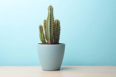 Masadaki kaktüs tenceresi.