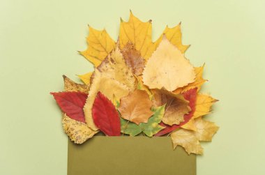 Yeşil zemin üzerinde sonbahar yaprakları olan zarf