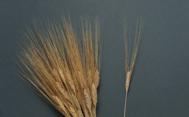 Koyu gri arka planda buğday başakları