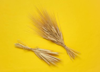 Sarı arka planda buğday ve çavdar kulakları. Üst görünüm