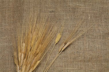Çuval bezinde buğday başakları. Üst görünüm