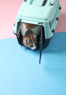 Hayvan taşıyıcısındaki kedi. Mavi pembe arkaplanda üst görünüm