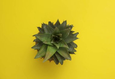 Sarı arka planda ananas kafası