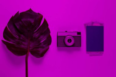 Minimalist, durgun bir hayat sürdüm. Canavar yaprağı, retro kamera, pembe ışıklı dolar banknotlu pasaport. Üst görünüm