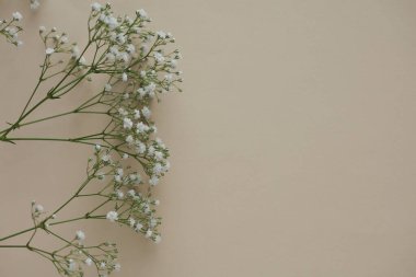 Bej arka planda çingene çiçekleri. Boşluğu kopyala