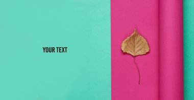 Kağıt arkaplanda kurumuş sonbahar yaprağı. Uzayı kopyala Pastel renk eğilimi, minimalist durgun yaşam. Üst görünüm