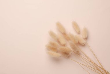 Bej arka planda kurumuş lagurus çiçekleri