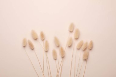 Bej arka planda kurumuş lagurus çiçekleri