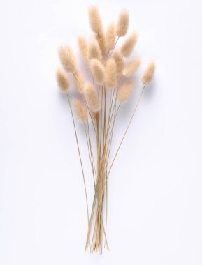 Beyaz arkaplanda kuru lagurular var.