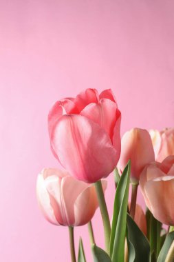 Pembe arka planda bir buket pembe lale.