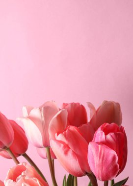 Pembe arka planda bir buket pembe lale.