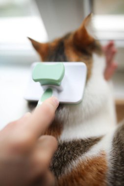 El fırçalayan sevimli, oynak kedi. Yaklaş.