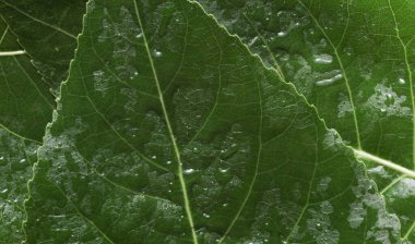 Su ya da yağmur damlalarında yeşil ağaç yaprağı