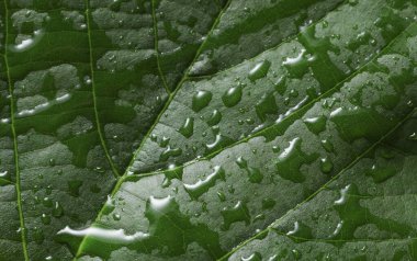 Su ya da yağmur damlalarında yeşil ağaç yaprağı